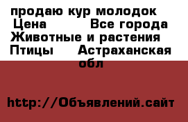 продаю кур молодок. › Цена ­ 320 - Все города Животные и растения » Птицы   . Астраханская обл.